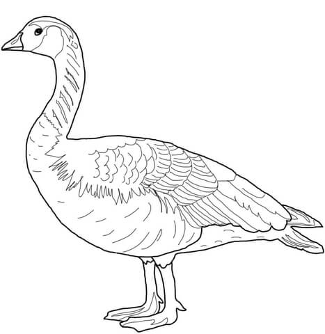 Canada Wild Goose Coloring Page